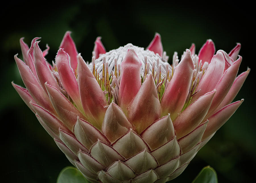 Nature Photograph - King of Proteas by Shirley Mitchell