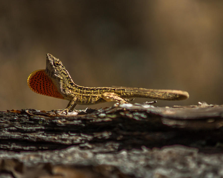 King of the Anoles Photograph by Chris Bordeleau