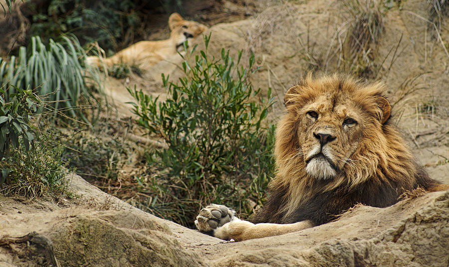 King of the Beasts Photograph by Cameron Wood