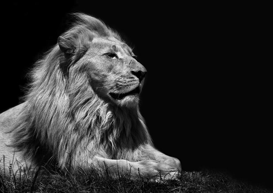 Lion Photograph - King Of The Beasts by Nigel Jones