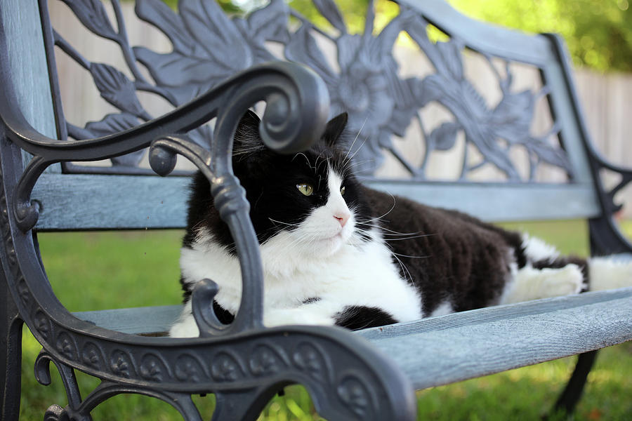 King of The Bench Photograph by K R Burks