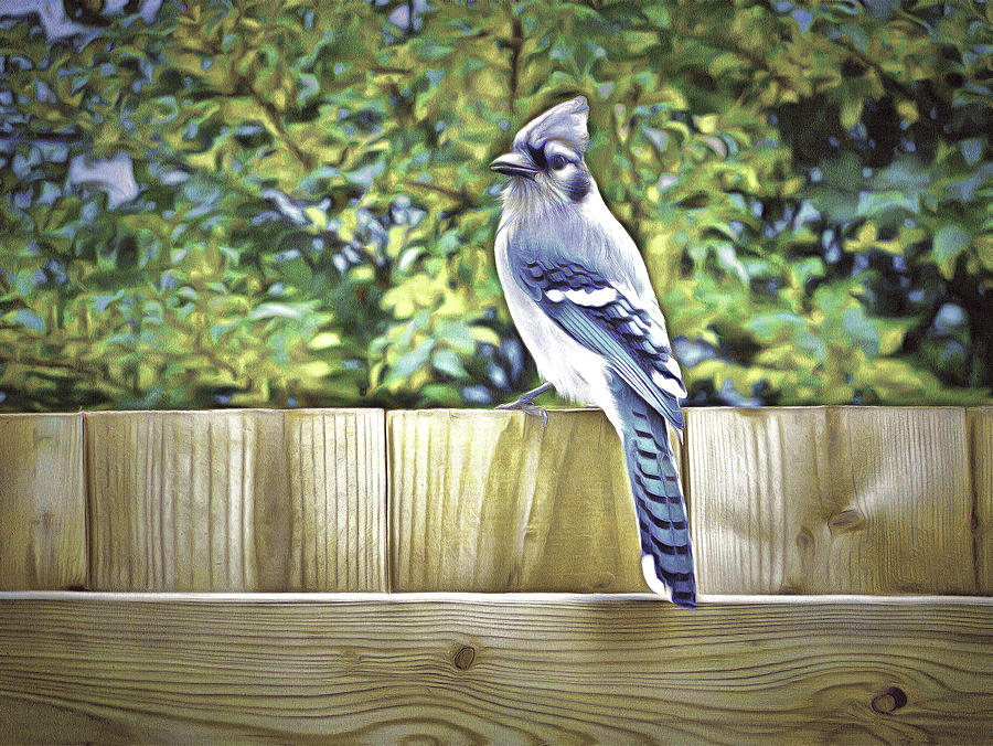 King Of The Blue Jays Digital Art by Leslie Montgomery