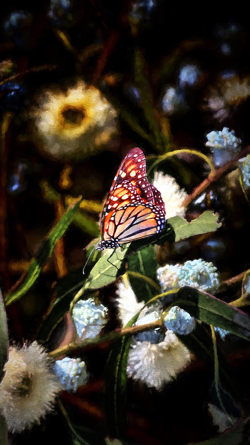 King of the Butterflies - 1 Photograph by Susan Rissi Tregoning