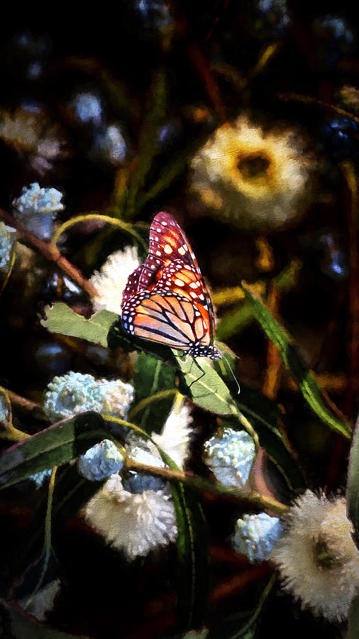 King of the Butterflies - 2 Photograph by Susan Rissi Tregoning