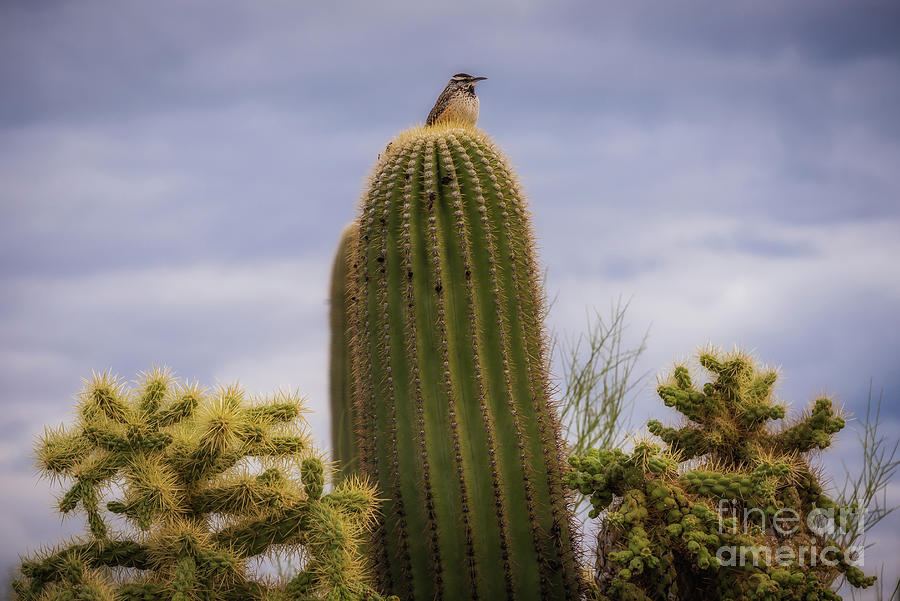 King of the Cactus Photograph by David Levin