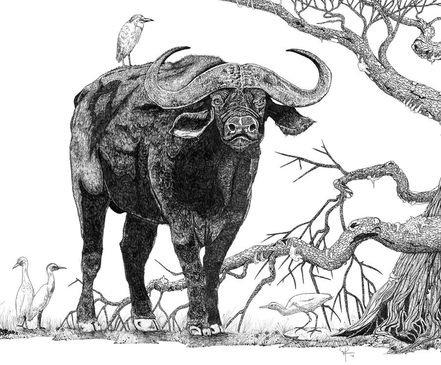 King of the CapeBuffalo Drawing by Doug Hiser Pixels