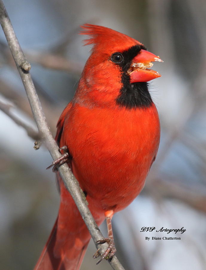 Bird Photograph - King of the Cardinals by DVP Artography