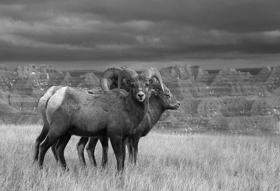 Badlands National Park Photograph - King Of The Desert by Kadek Susanto