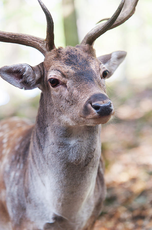 Deer Photograph - King of the Forest 3 by Jenny Rainbow