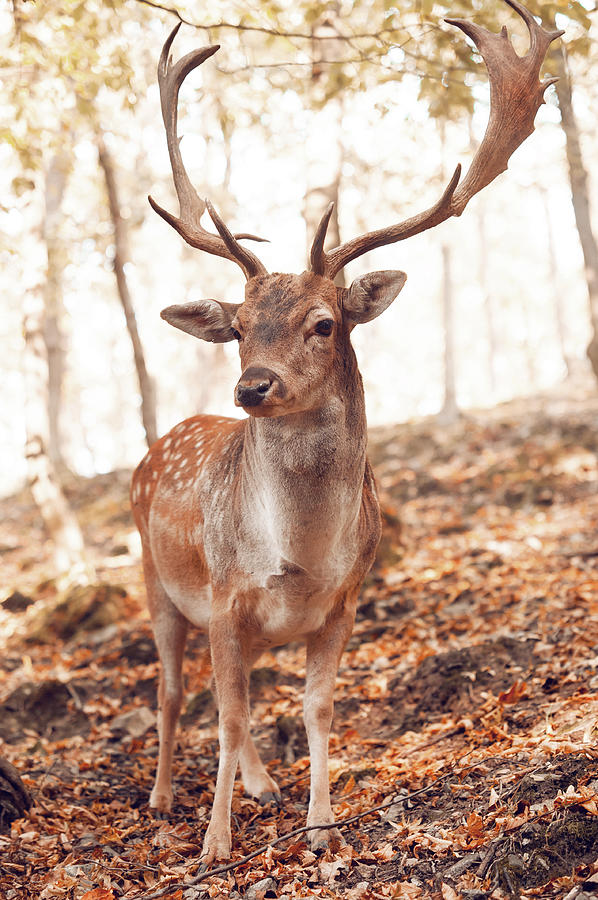 Deer Photograph - King of the Forest 4 by Jenny Rainbow