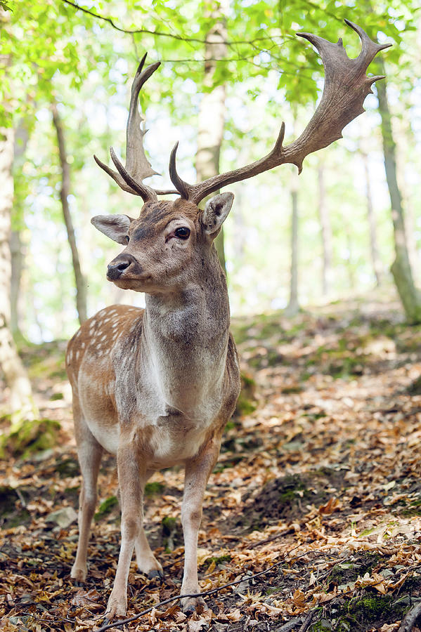 Deer Photograph - King of the Forest 5 by Jenny Rainbow