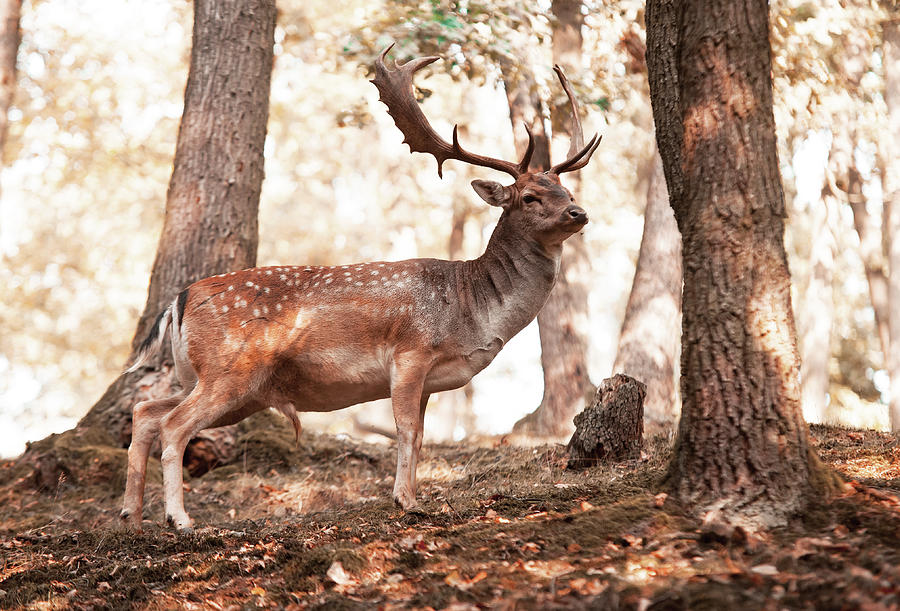 Deer Photograph - King of the Forest 6 by Jenny Rainbow
