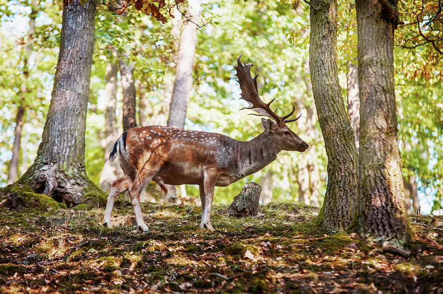 Deer Photograph - King of the Forest 7 by Jenny Rainbow