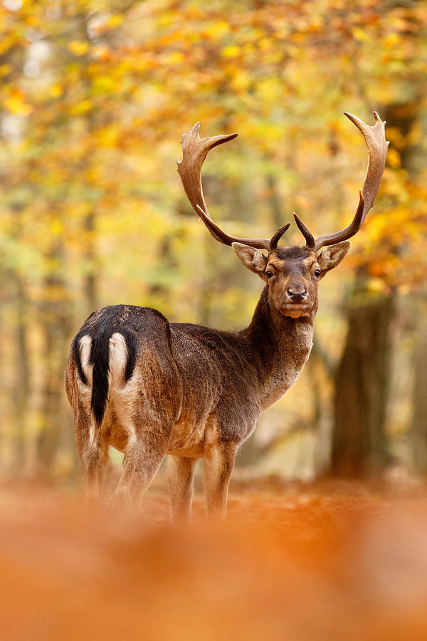 Deer Photograph - King of the Forest II _ Fallow Deer Buck by Roeselien Raimond