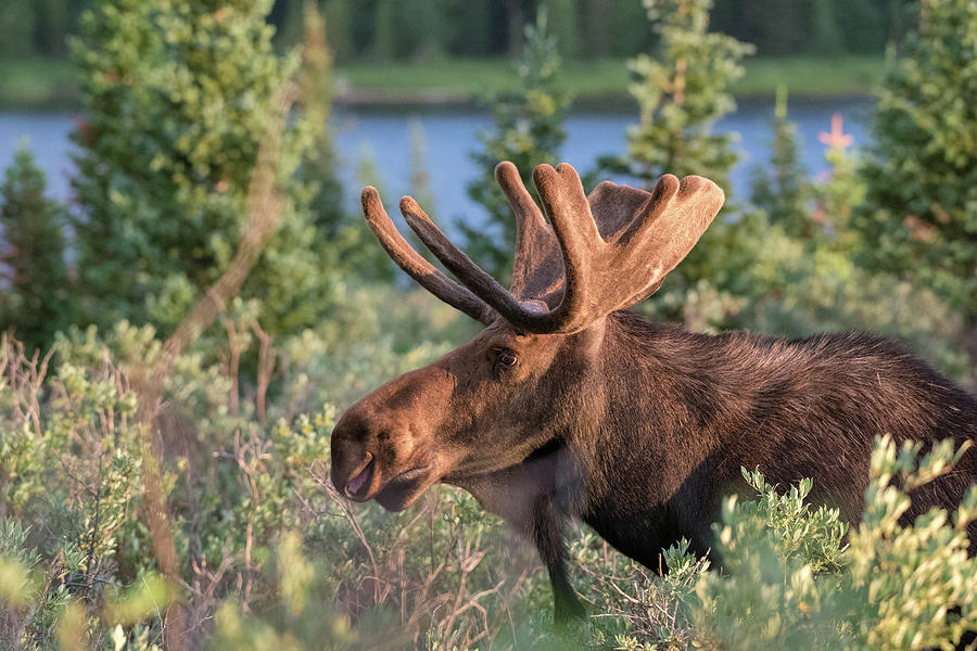 King of the Forest Photograph by William Varner - Fine Art America