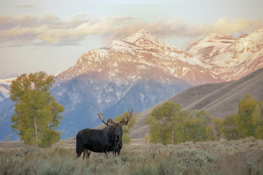 King of the Gros Ventre Photograph by Sandy Sisti
