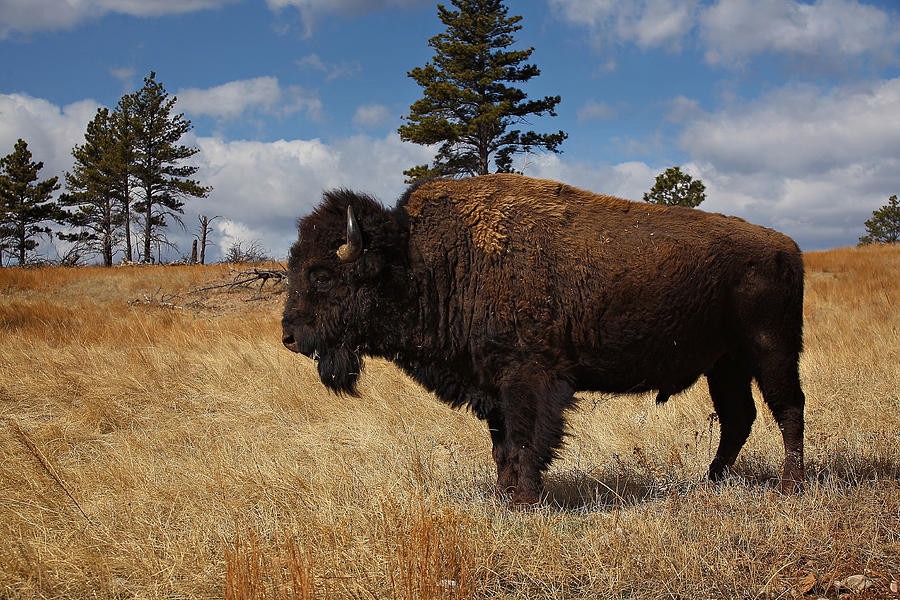 American Bison Photograph - King Of The Hill by Deborah Johnson American Bison Photograph - King Of The Hill by Deborah Johnson