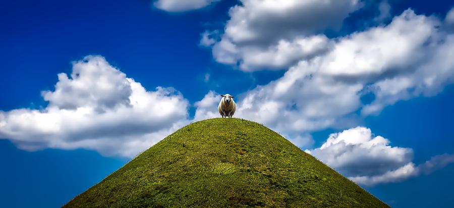 Sheep Photograph - King Of The Hill by Mountain Dreams