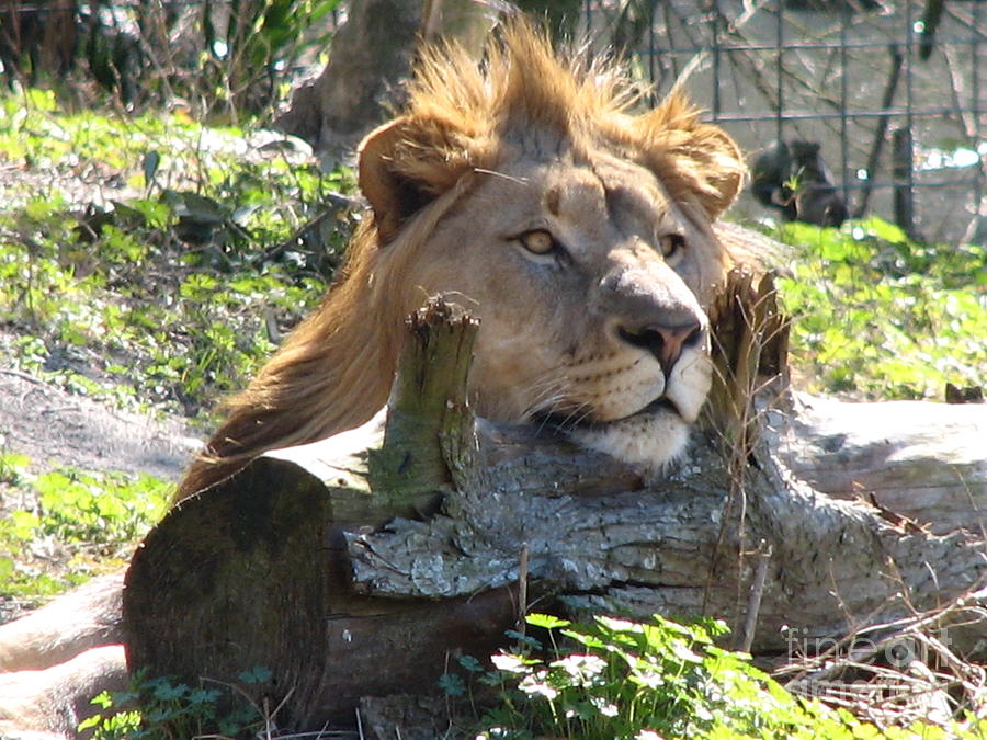 King Of The Hill Photograph By Kathy Flugrath Hicks