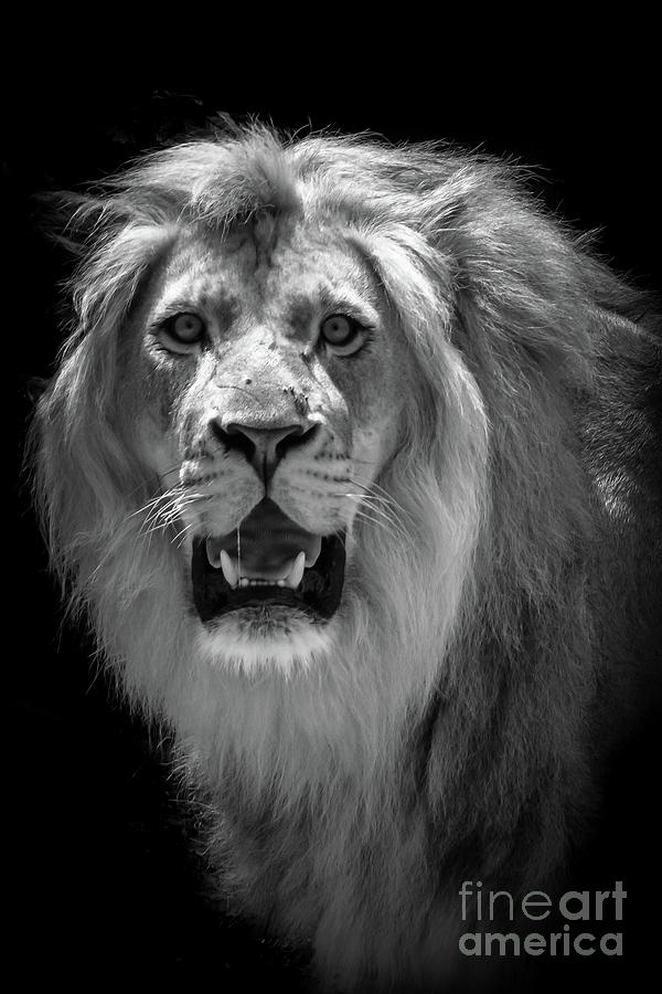 King Of The Jungle Photograph by Adrian De Leon Art and Photography