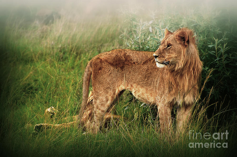 Wildlife Photograph - King of the Jungle by Charuhas Images
