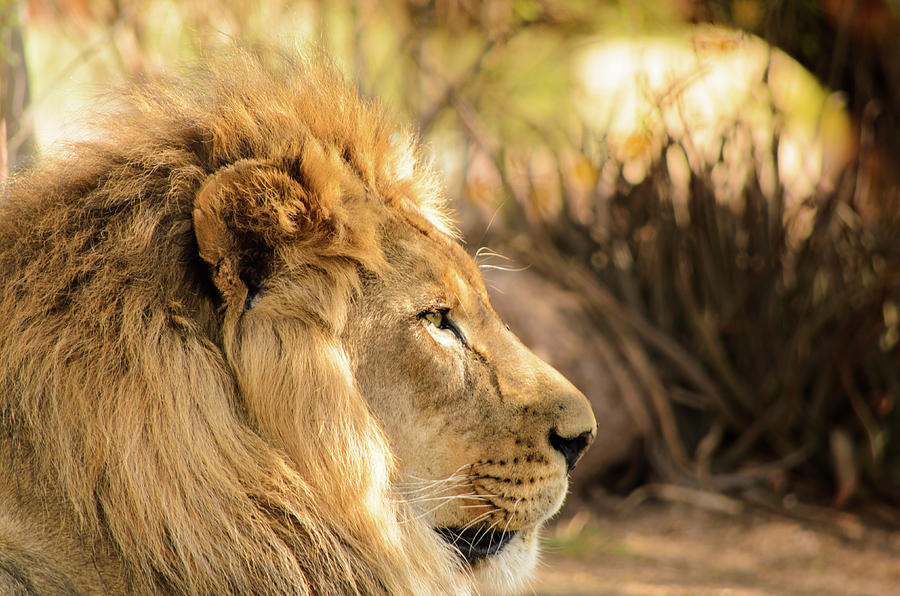 Cat Photograph - King of the Jungle by Emily Bristor Cat Photograph - King of the Jungle by Emily Bristor