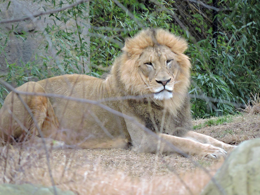 King of the Jungle Photograph by Faith Shearer - Fine Art America