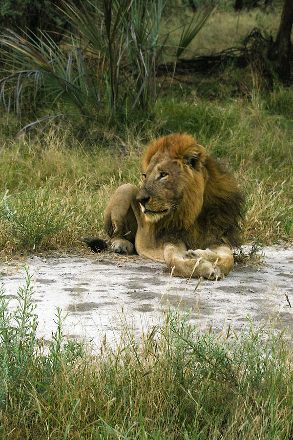 King of the Jungle Photograph by Karen Zuk Rosenblatt