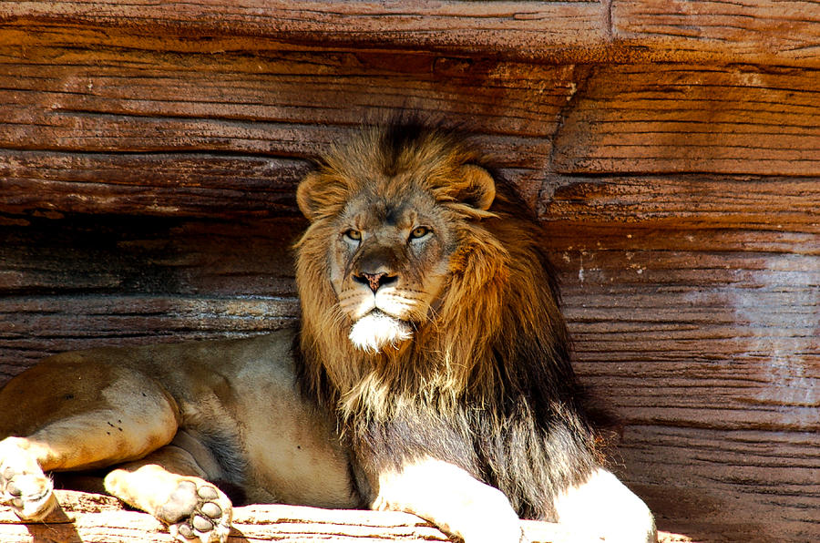 King of the Jungle Photograph by Linda Brown