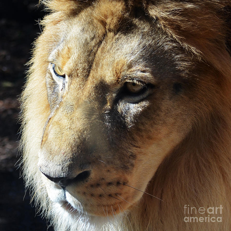 King of the Jungle Majestic Lion Head Face Eyes Square Macro Photograph by Shawn OBrien