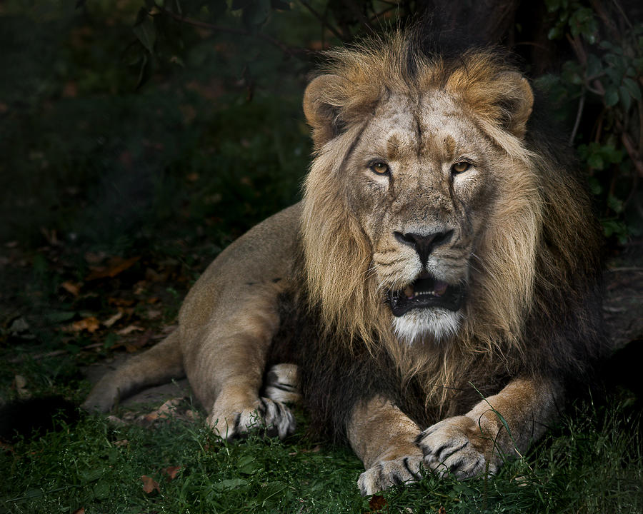 Panthera Leo Photograph - King of the Jungle by Rob Lester
