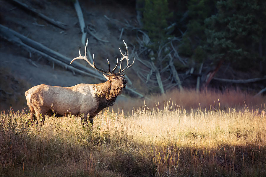 King of the Madison Photograph by Derek Haller - Fine Art America