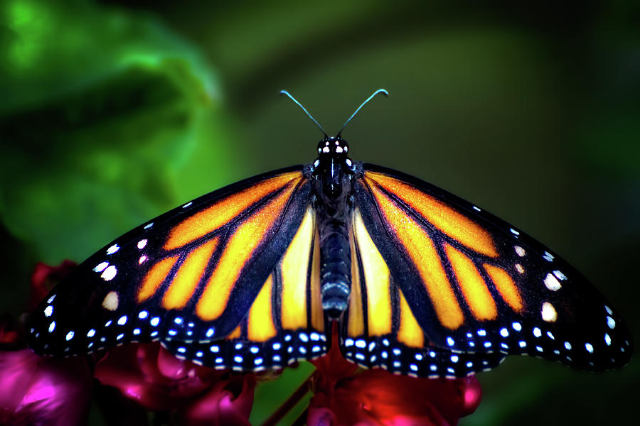 Butterfly Photograph - King of the Monarchs by Mark Andrew Thomas