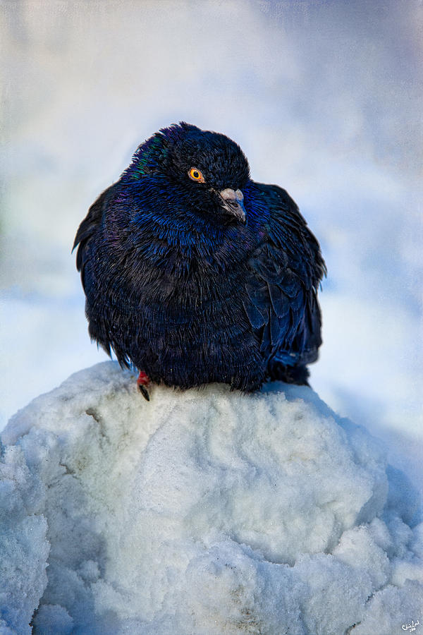 Pigeon Photograph - King of the Mountain by Chris Lord
