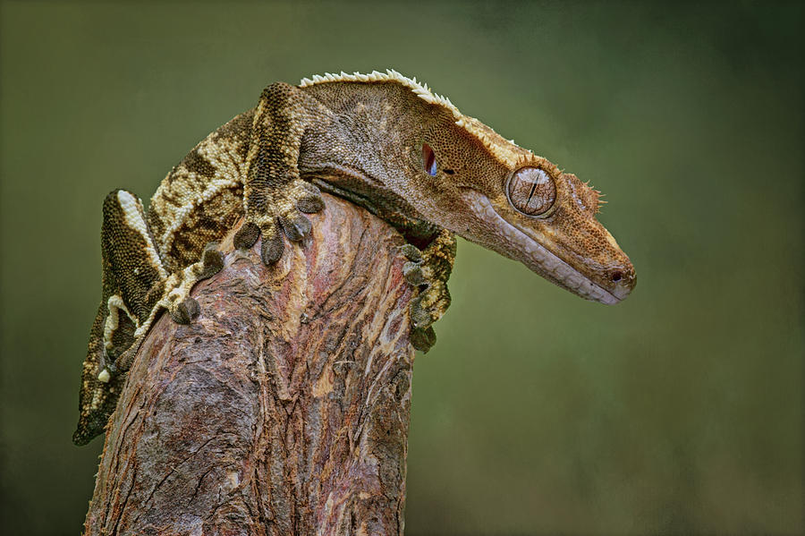 King of the Mountain - Crested Gecko Photograph by Nikolyn McDonald