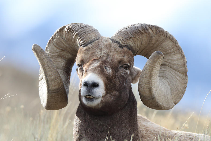 King of the Mountain Photograph by Ross Swanson - Pixels