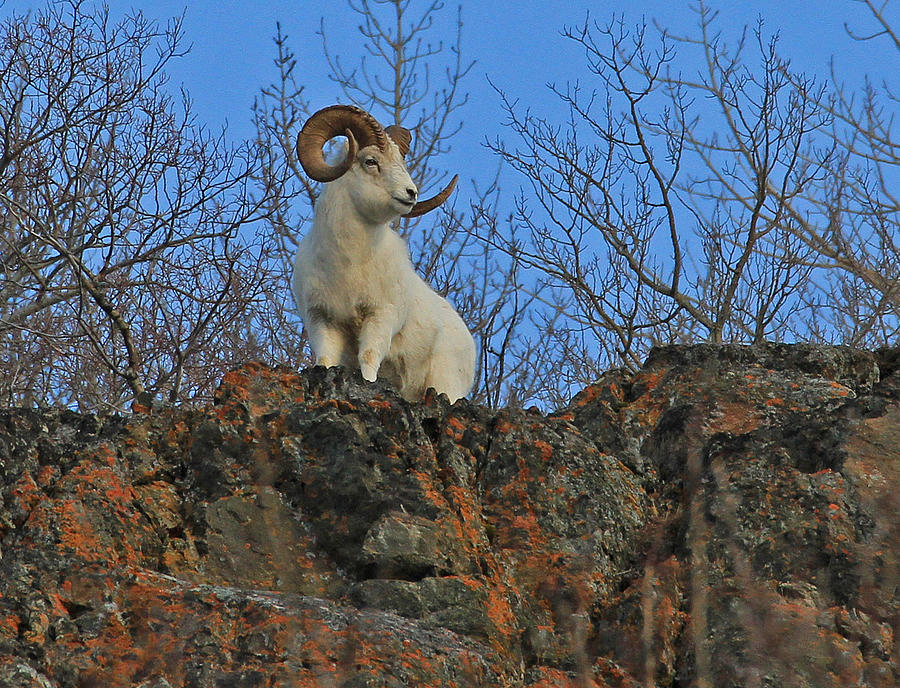King of the Mountain Photograph by Sam Amato