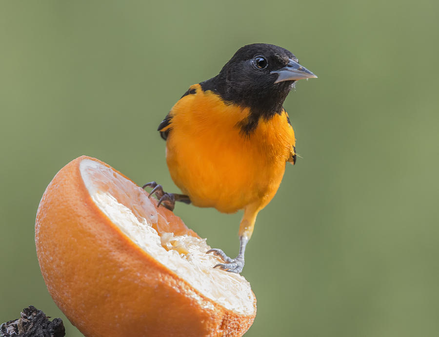 King of the Oranges Photograph by Sue Matsunaga | Pixels