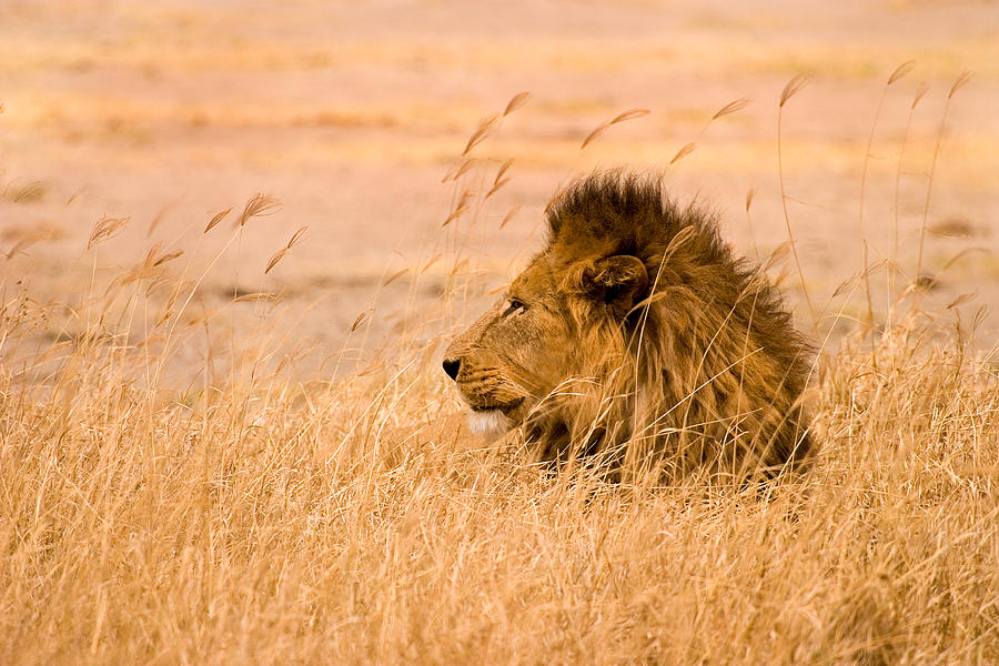 Animal Photograph - King of The Pride by Adam Romanowicz