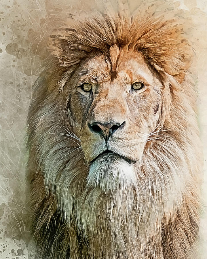 King of The Pride Photograph by Brian Tarr