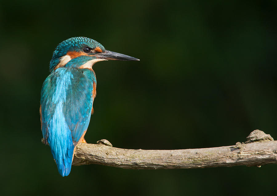 King Of The River by Simon Litten King Of The River by Simon Litten