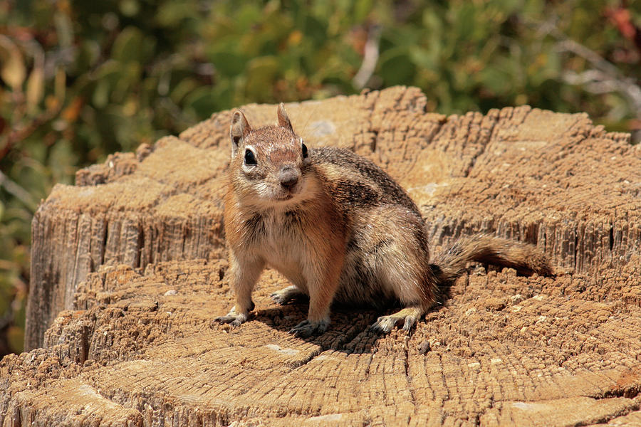 King of the Stump Photograph by Jen Manganello - Fine Art America