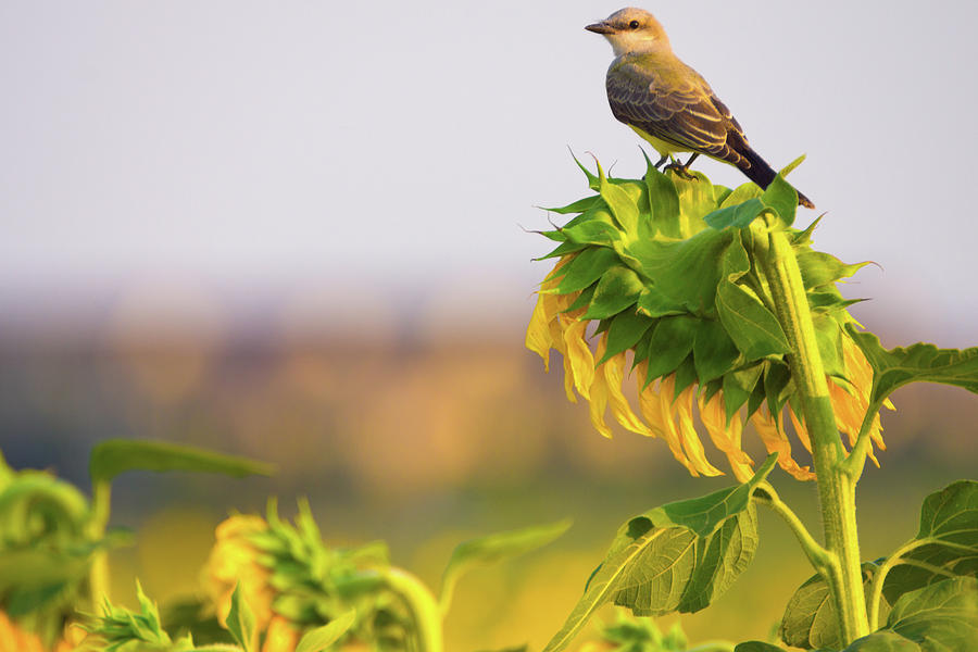 King Of The Sunflowers Photograph by John De Bord