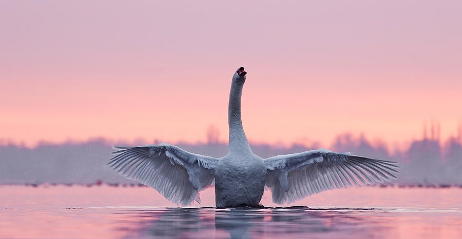 Swan Photograph - King of the Water and the Sunset  by Roeselien Raimond