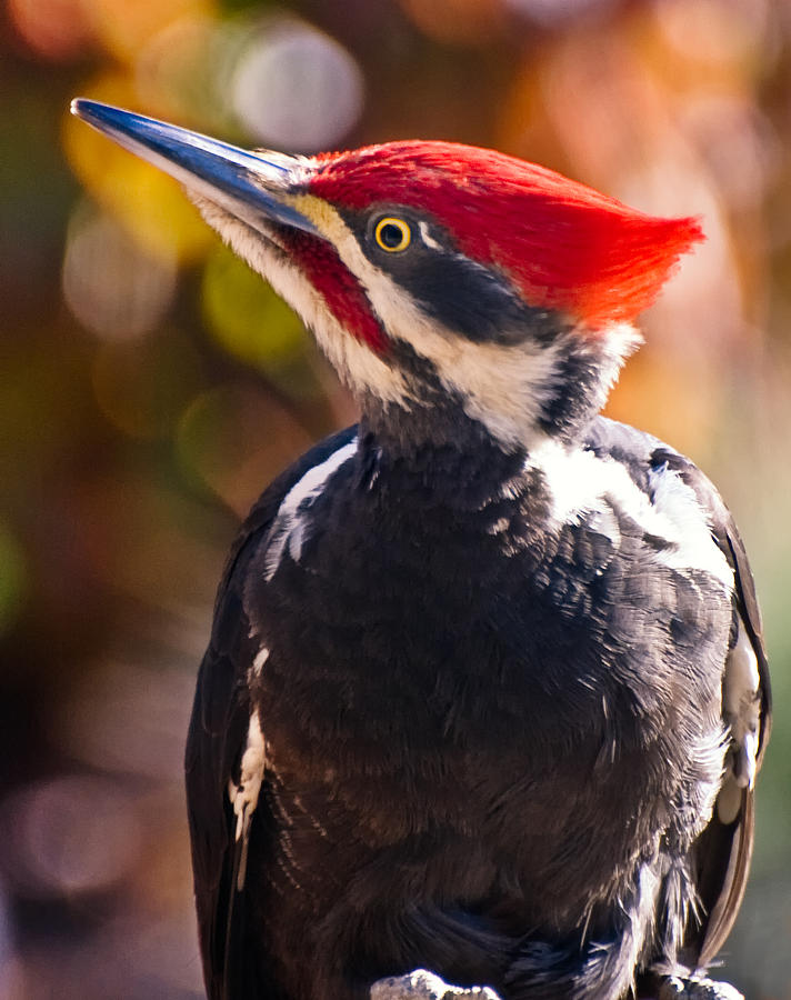 Woodpecker Photograph - King of the Woods by Paul W Sharpe Aka Wizard of Wonders
