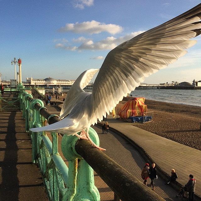Seagull Photograph - King Of The World #brighton by David Asch