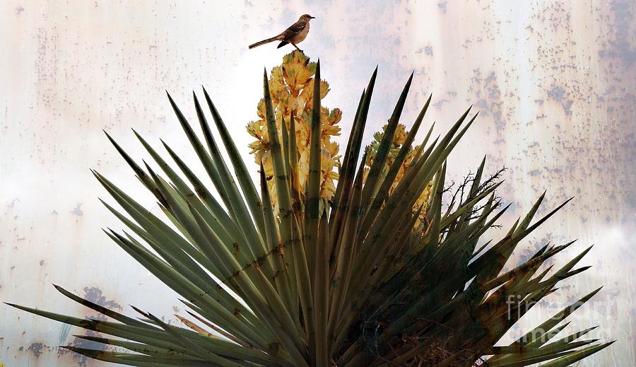 King of the Yucca Photograph by Gary Richards