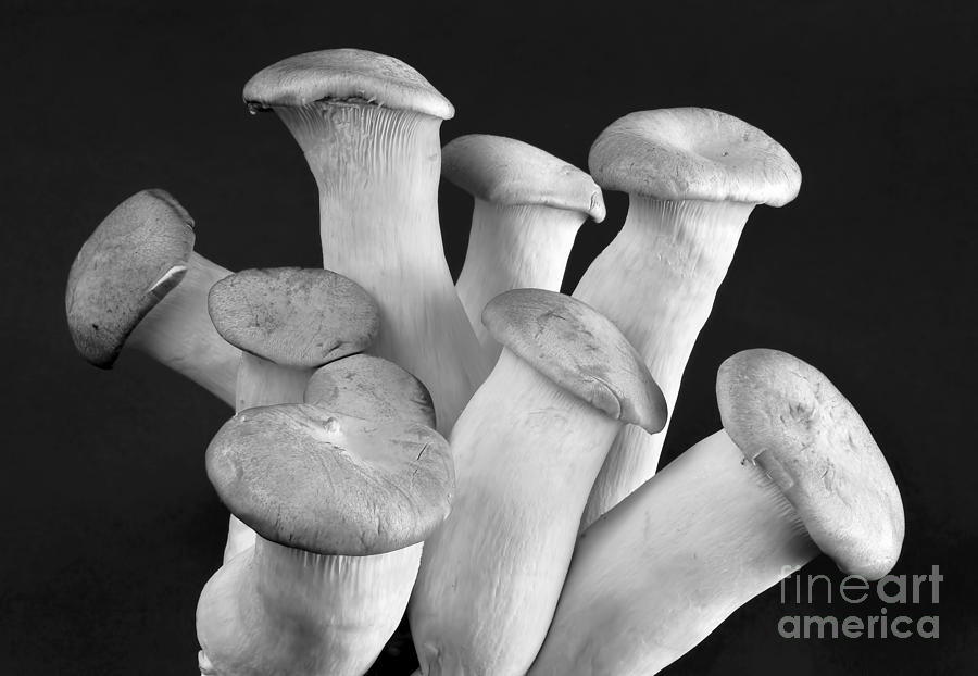 King Oyster Mushrooms. Photograph by W Scott McGill Fine Art America