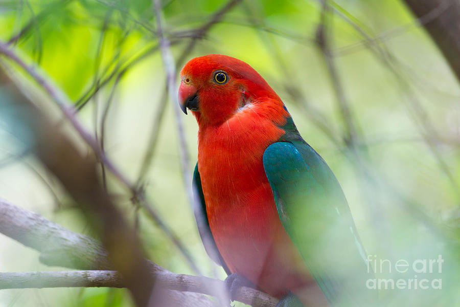 King Parrot Photograph by B.G. Thomson