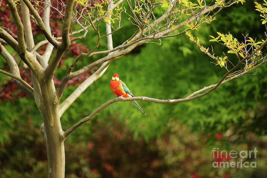 King Parrot Photograph by Cassandra Buckley